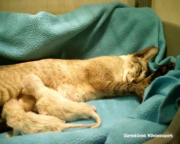 kat keizersnede, Mama ligt bij de kittens. dierenkliniek wilhelminapark in utrecht